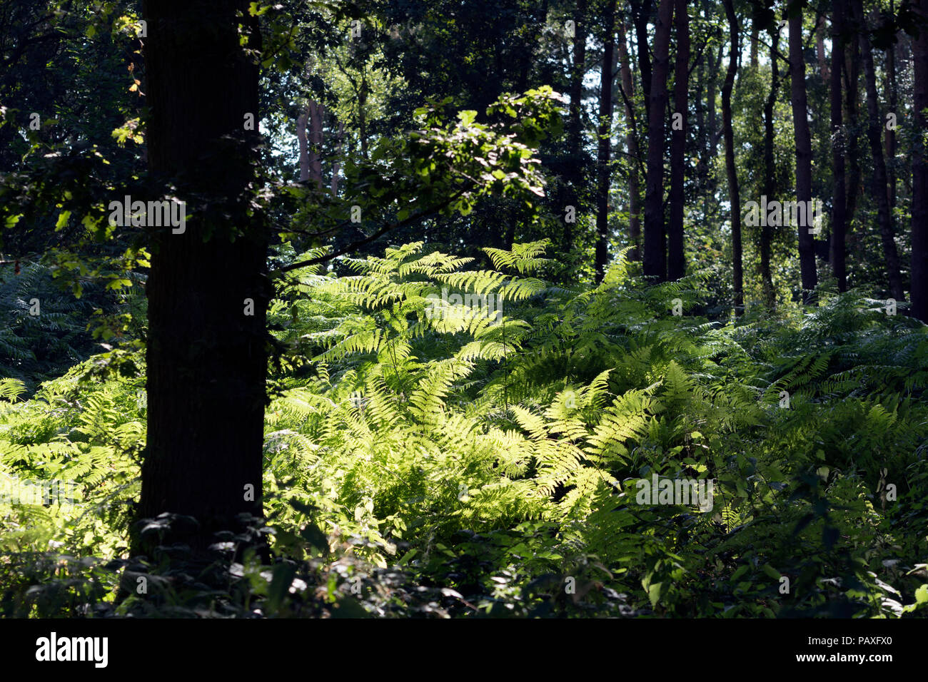 Oakley Wood in summer, Warwickshire, England, UK Stock Photo