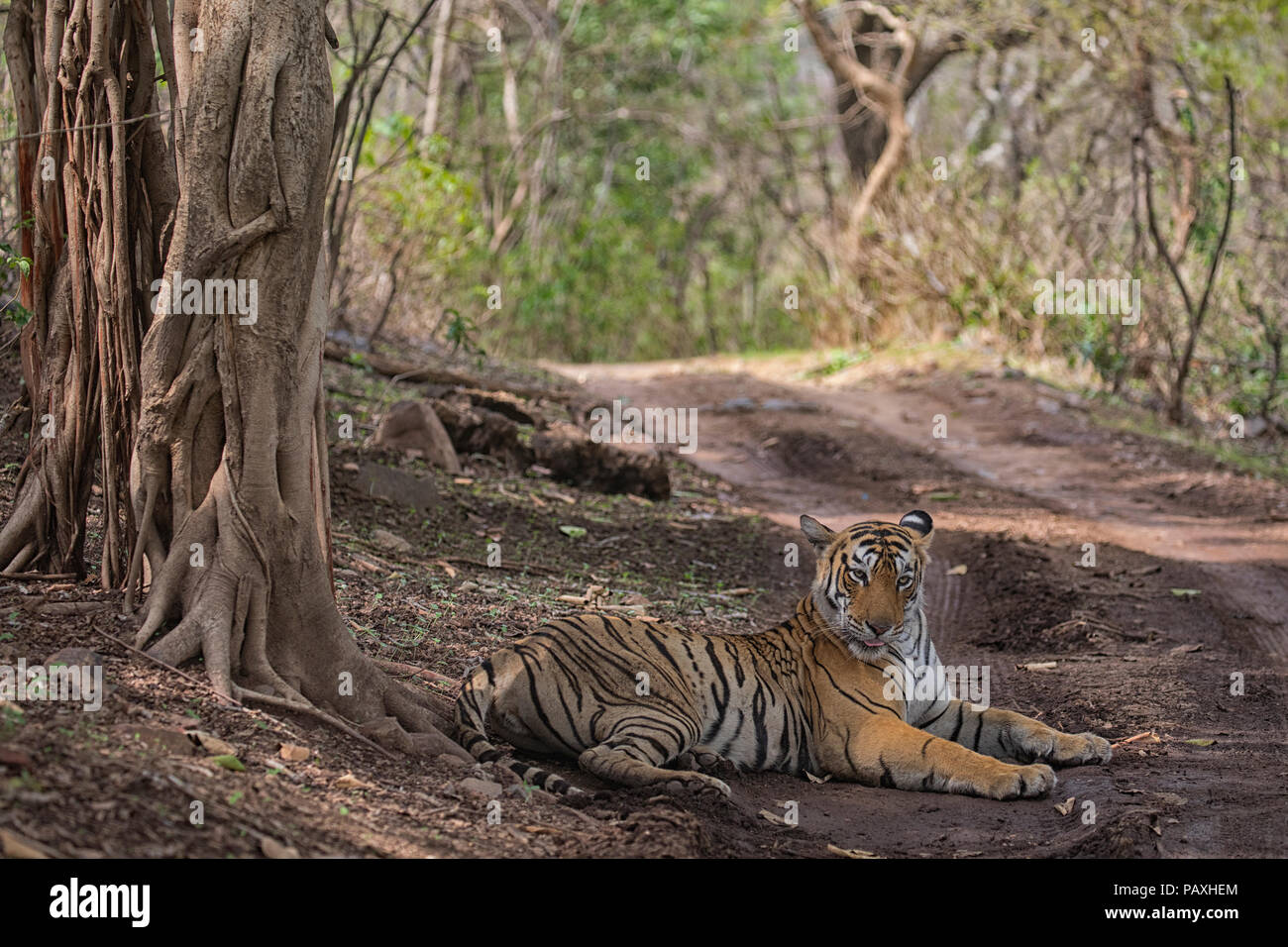 Royal Bengal Tiger resting during monsoons in Ranthambore National Park Stock Photo