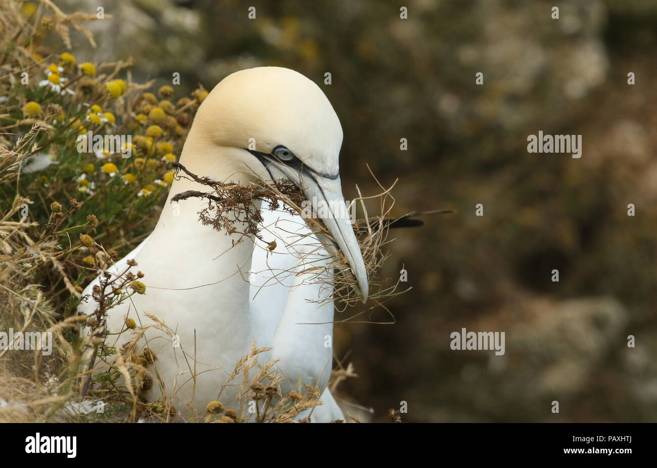 Gannet flowers hi-res stock photography and images - Alamy