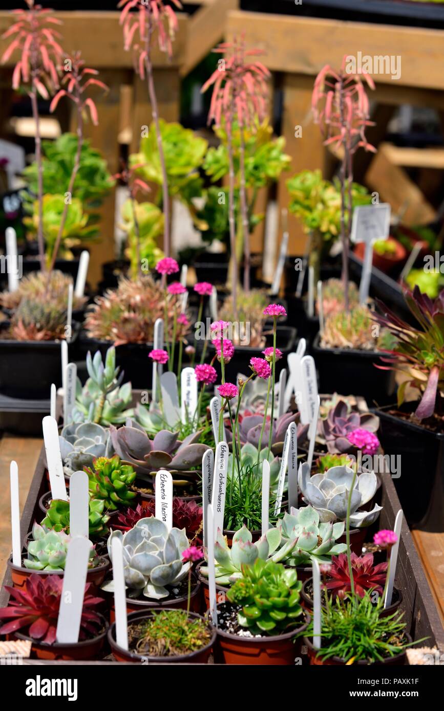 Evergreen plants for sale outdoors,St michael's mount,Karrek Loos yn