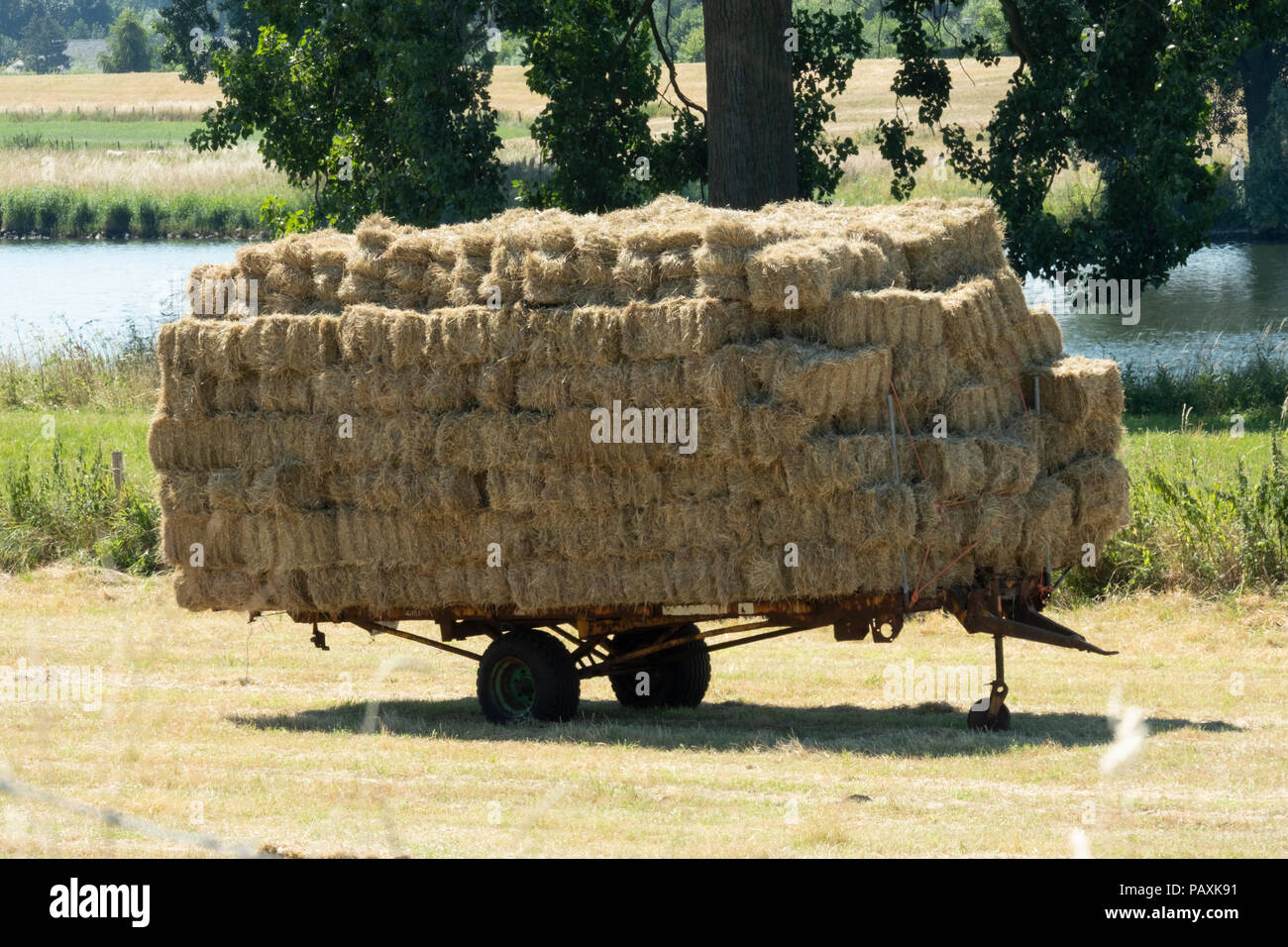trailer loaded with gold yellow straw bales is ready for transport in the field Stock Photo