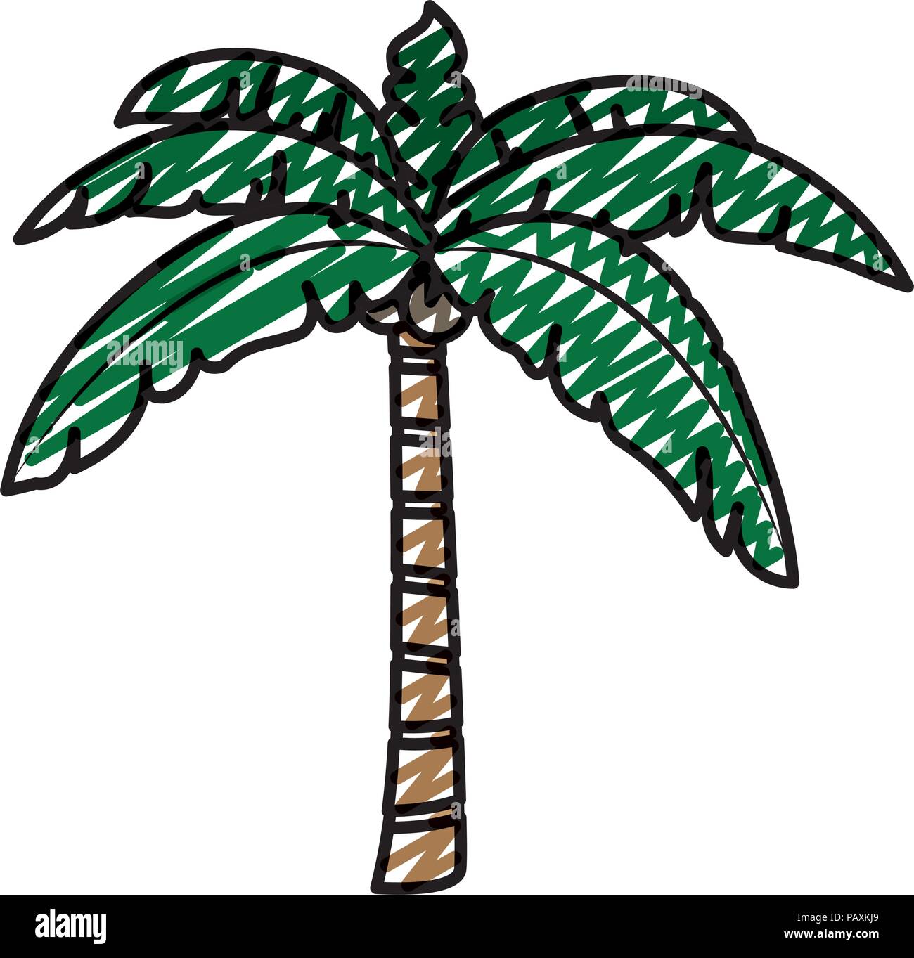doodle tropical palm tree with leaves and coconuts Stock Vector
