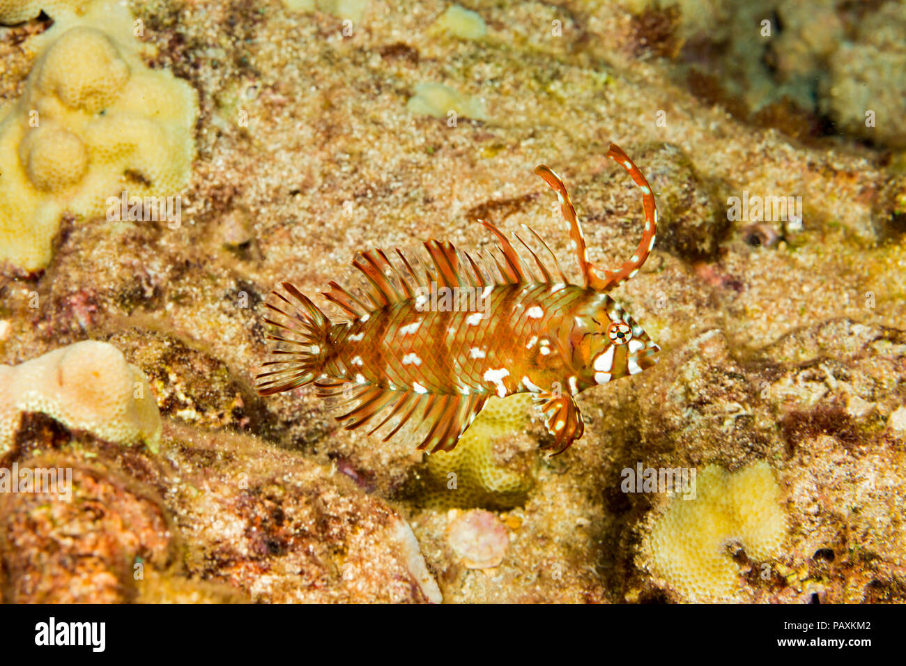 This is the juvenile phase of the rockmover wrasse, Novaculichthys taeniourus, and is sometimes referred to as a dragon wrasse, Hawaii. Stock Photo