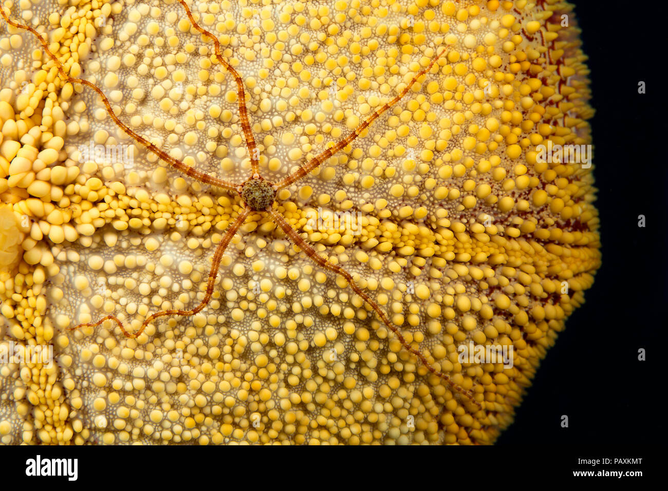 Brittle starfish hires stock photography and images Alamy