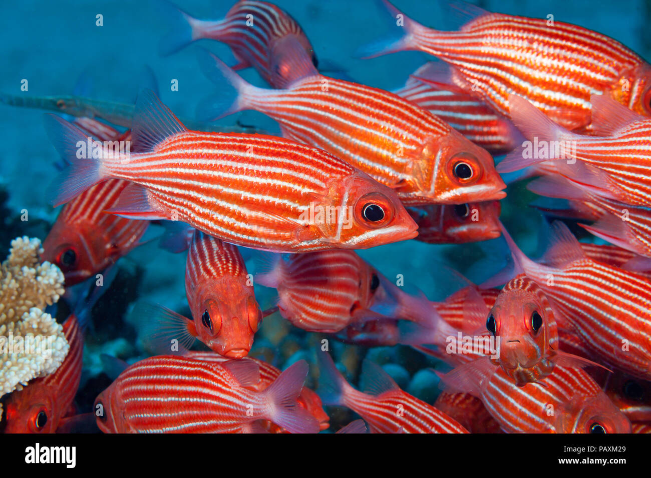 Hawaiian squirrelfish, Sargocentron xantherythrum, are an endemic species and one of the most common squirrelfish seen on Hawaii’s reefs. Stock Photo