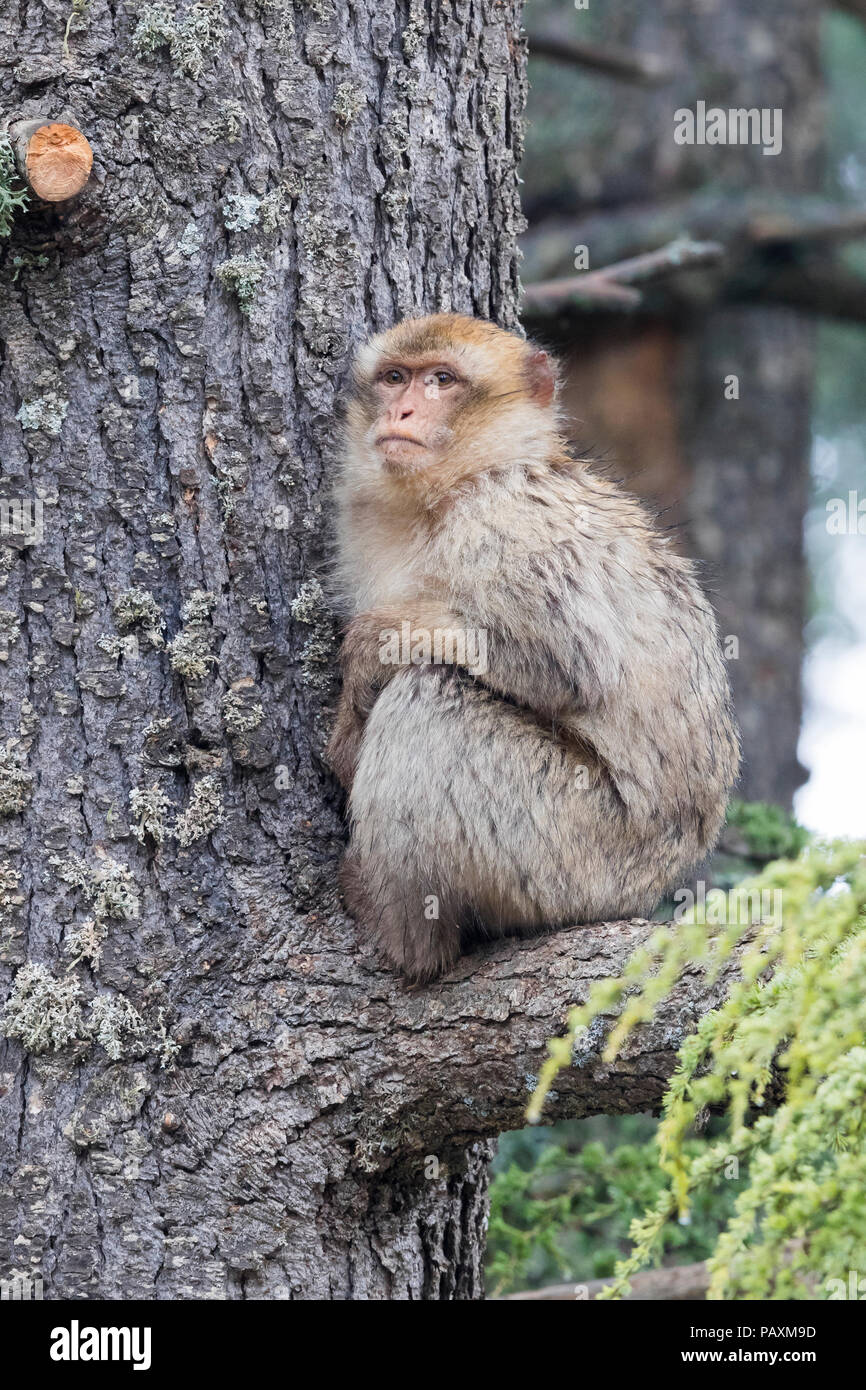 Barbary Macaque (Macaca sylvanus), immature sitting on a Lebanon Cedar's branch Stock Photo