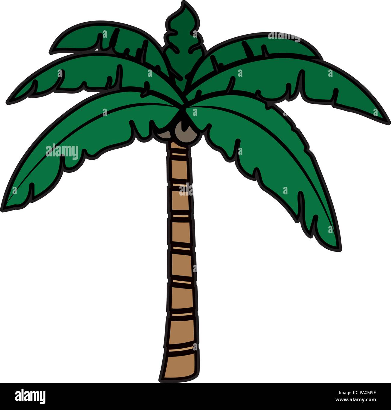 color tropical palm tree with leaves and coconuts Stock Vector