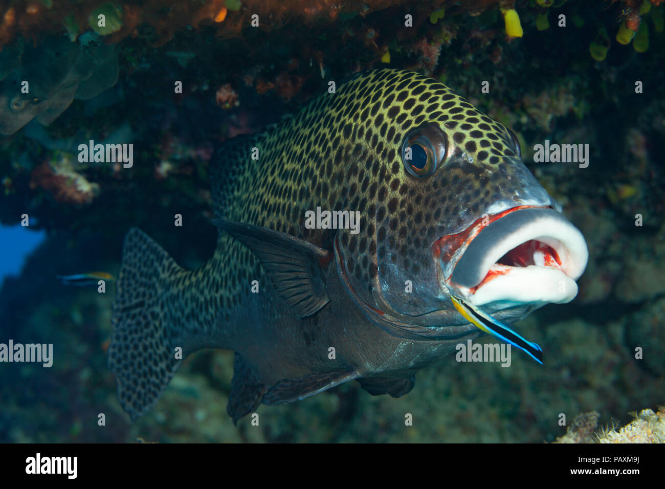 Two adult bluestreak cleaner wrasse, Labroides dimidiatus, are carefully searching the clown sweetlips, Plectorhinchus chaetodonoides, for parasites,  Stock Photo