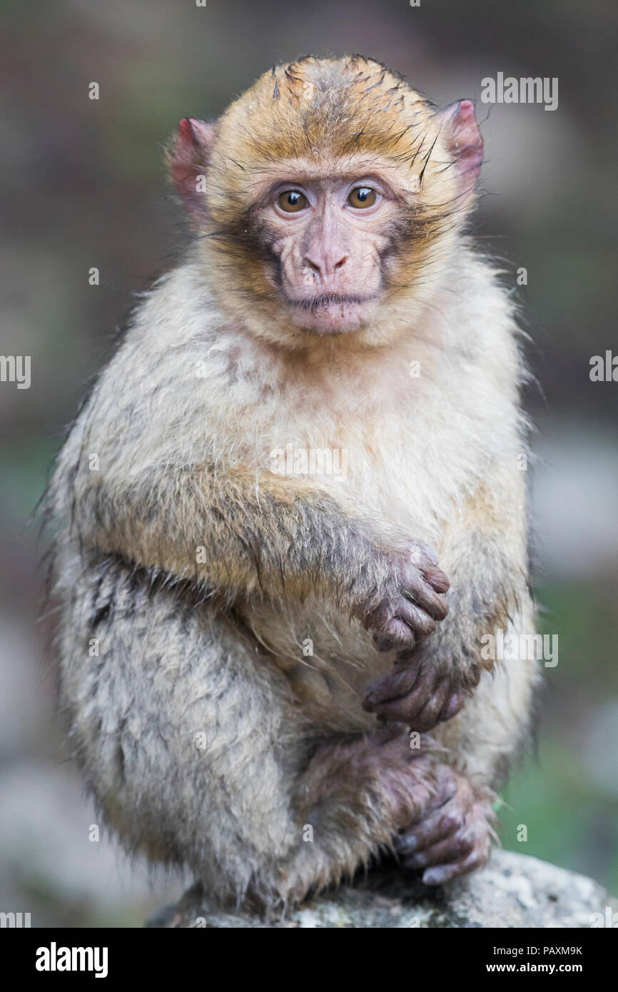 Barbary Macaque (Macaca sylvanus), juvenile sitting on a rock Stock Photo