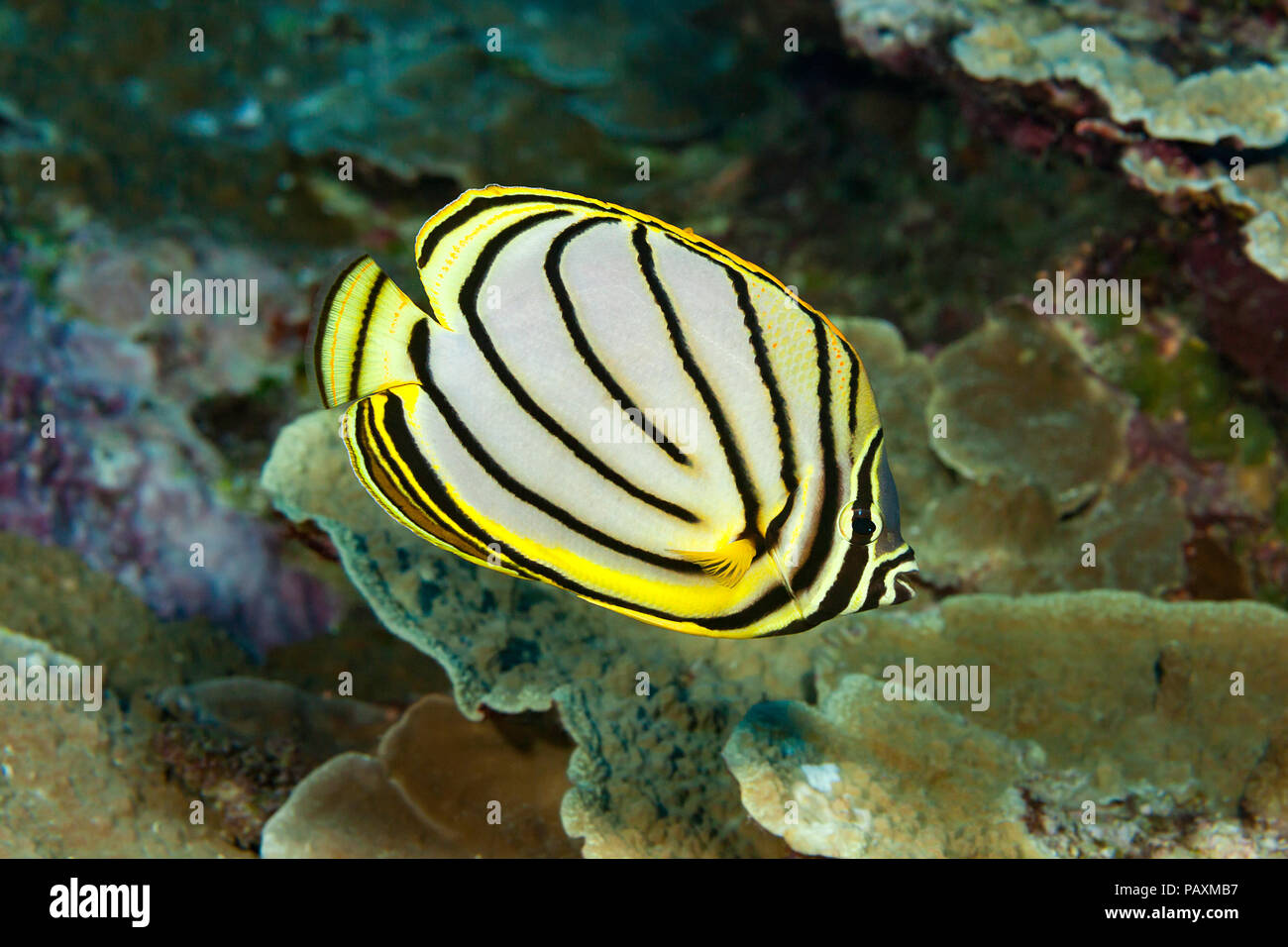 Meyer’s butterflyfish, Chaetodon meyeri, is usually found during the day in mated pairs feeding on coral, Yap, Micronesia. Stock Photo