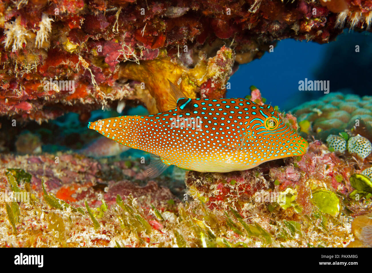 The Netted Pufferfish, Canthigaster solandri, is also known as a spotted toby. Yap, Micronesia. Stock Photo