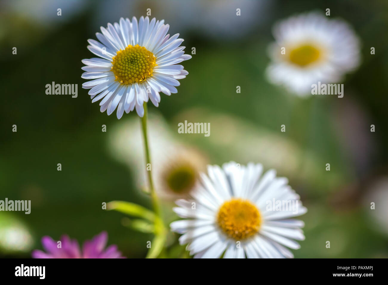 Santa Barbara daisy (Erigeron karvinskianus), San Francisco, California, United States. Stock Photo