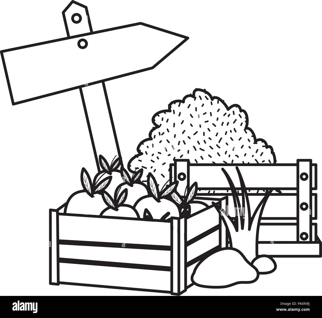 line apples fruits inside wood box and grillage Stock Vector Image