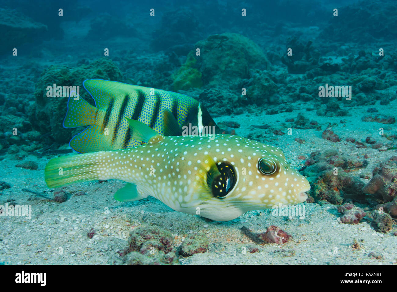 Stripebelly pufferfish, Arothron hispidus, and an angelfish, Yap, Micronesia. Stock Photo