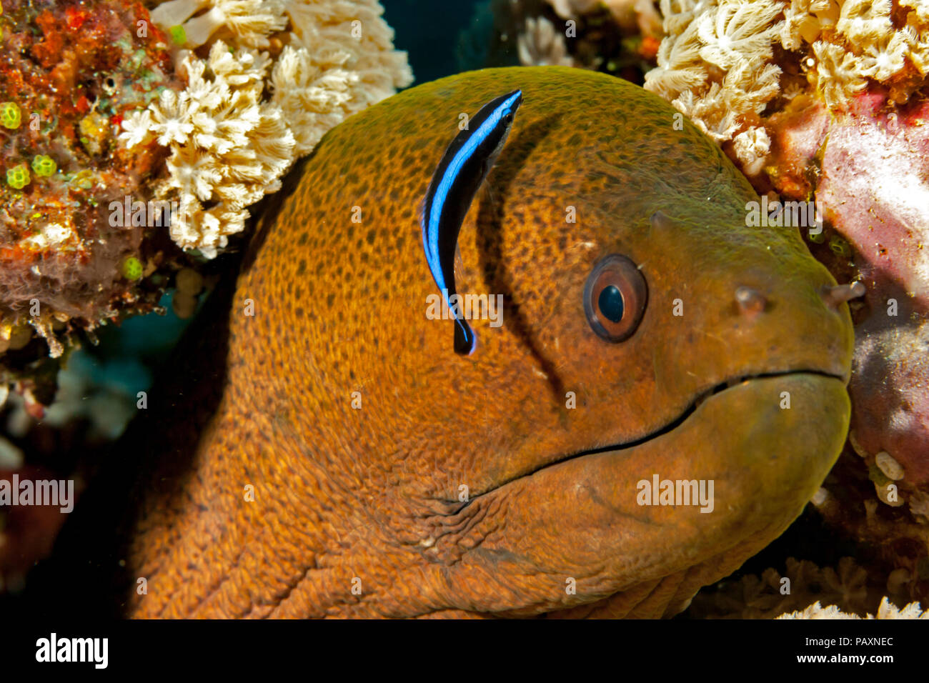 A juvenile bluestreak cleaner wrasse, Labroides dimidiatus, inspects a giant moray eel, Gymnothorax javanicus, off the island of Yap, Micronesia. Stock Photo