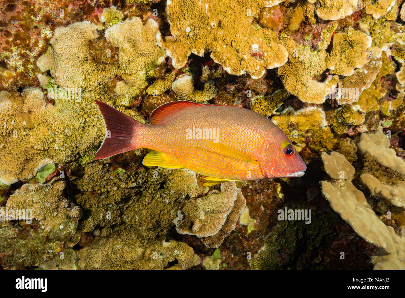 The blacktail snapper, Lutjanus fulvus, reach 13 inches in length and feed mostly on small fish and crabs.  Hawaii. Stock Photo