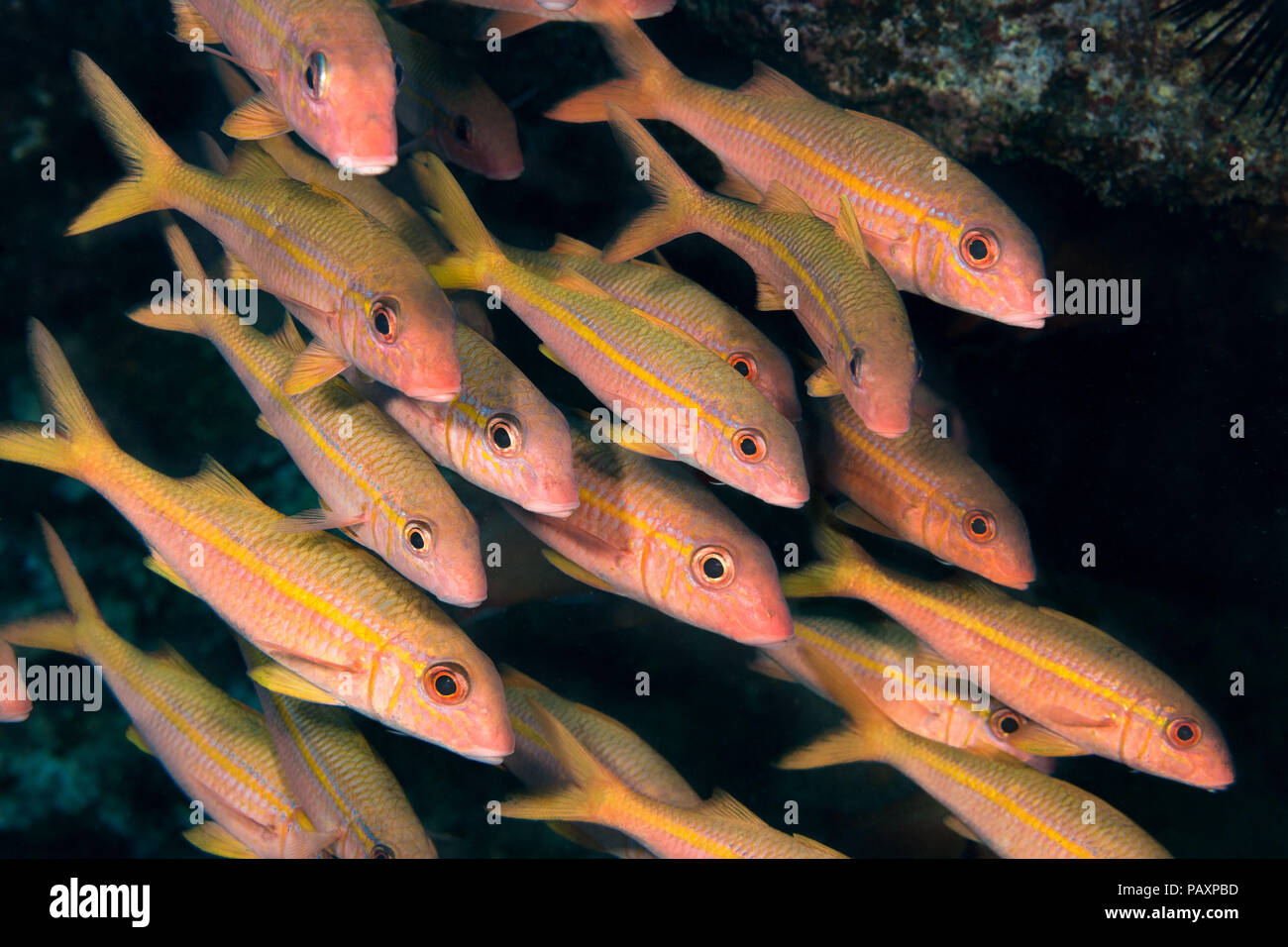 Yellowfin goatfish, Mulloidichthys vanicolensis, Hawaii. Stock Photo