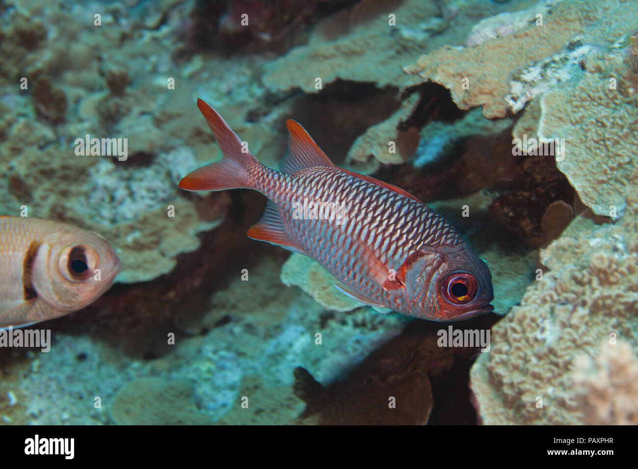 The violet soldierfish, Myripristis violacea, also known as a lattice soldierfish, occurs in lagoons, channels, and semi-protected seaward reefs rich  Stock Photo