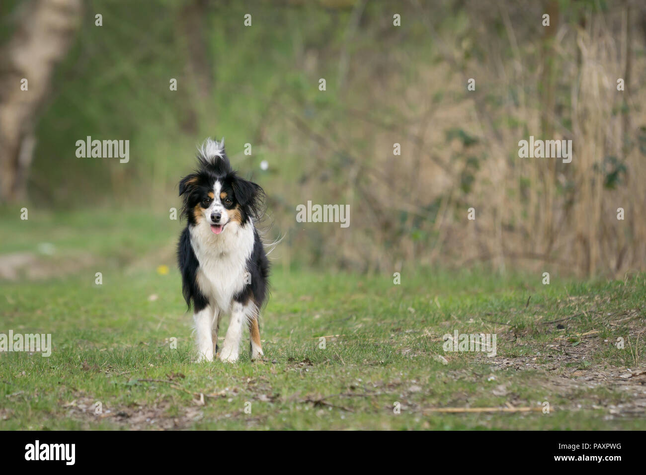 Nala the Miniature Australian Shepherd Stock Photo