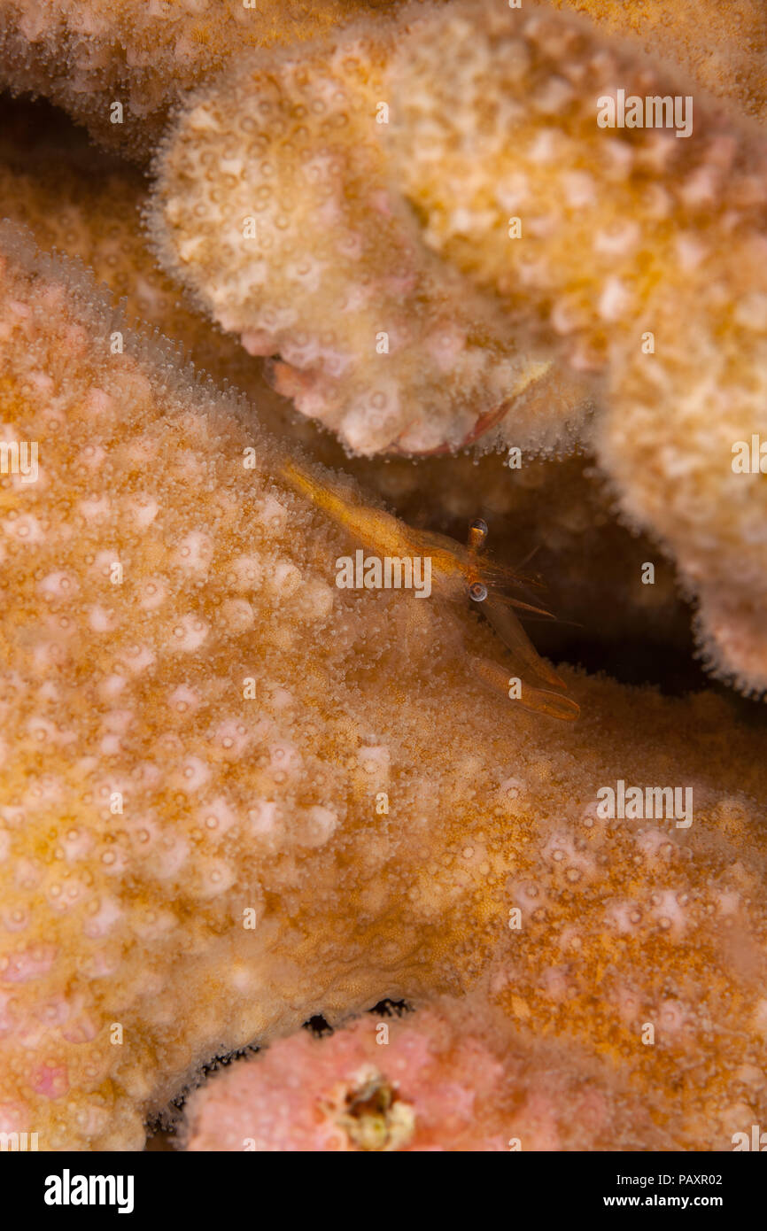 Flattened coral shrimp, Harpiliopsis depressa, live deep down in cauliflower coral, Pocillopora meandrina, and are more visible at night when this ima Stock Photo