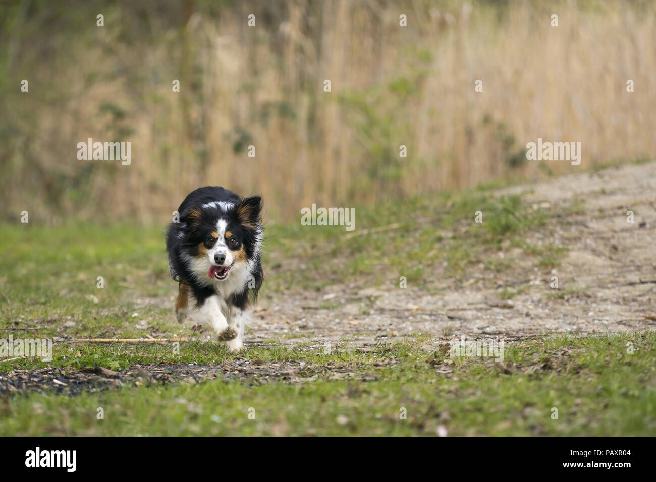 Nala the Miniature Australian Shepherd Stock Photo