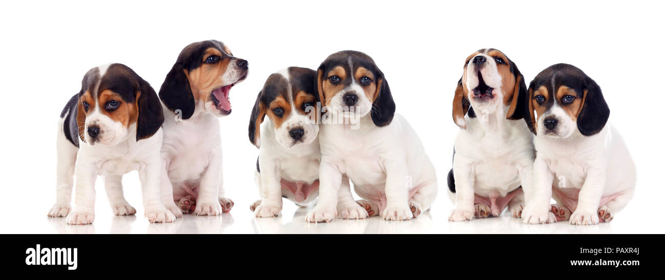 Six beautiful beagle puppies isolated on a white background Stock Photo ...