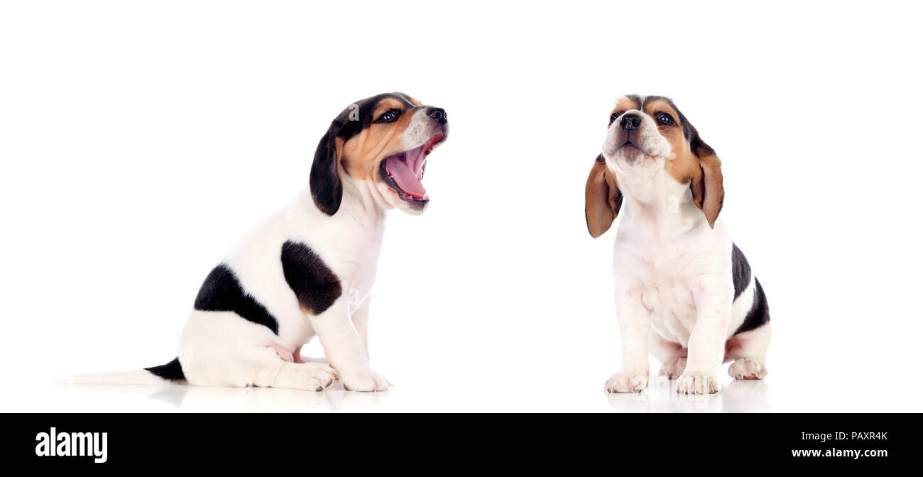 Two beautiful beagle puppies isolated on a white background Stock Photo ...
