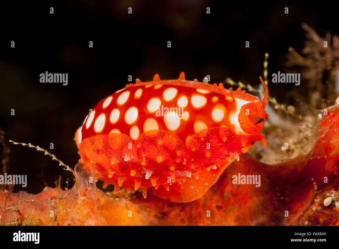 The shell of this cowry, Cribrarula sp, is partially covered by the colorful mantle of the snail that produces this shell, Komodo, Indonesia. Stock Photo