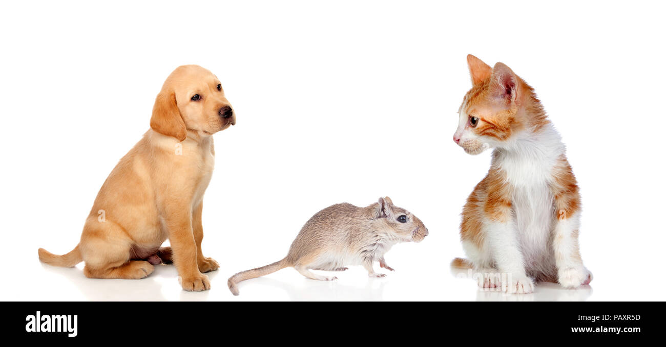 Dog Cat And Mouse Isolated On A White Background Dangerous Friendship Stock Photo Alamy Dog Cat And Mouse Isolated On A White Background Dangerous Friendship Stock Photo Alamy