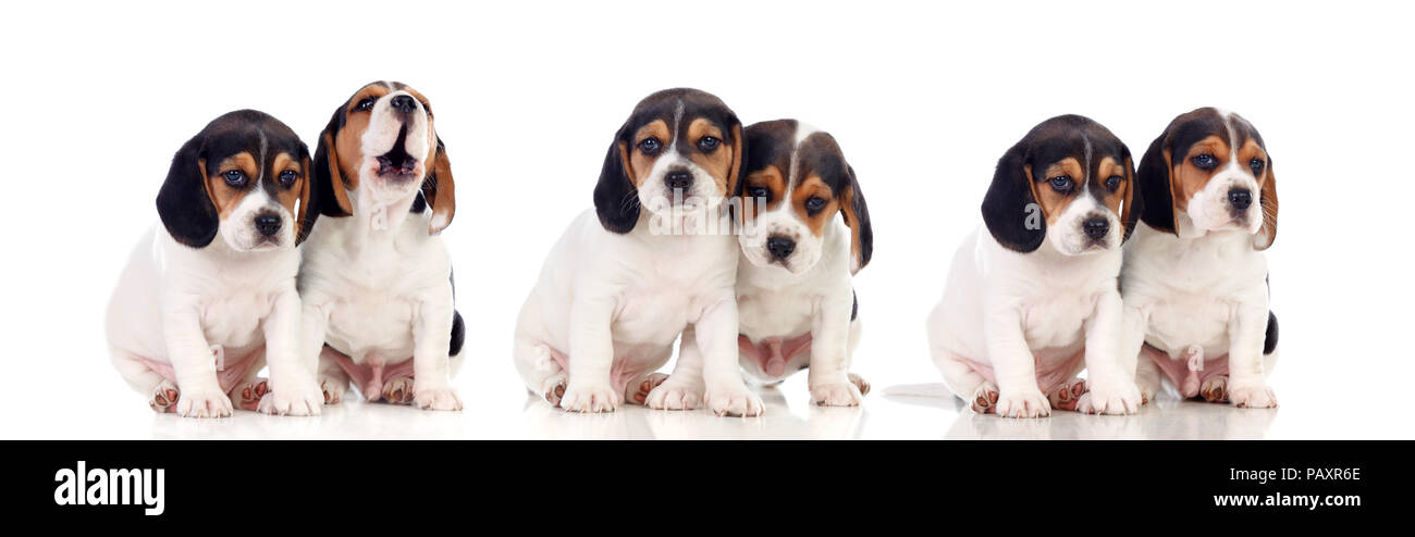 Six beautiful beagle puppies isolated on a white background Stock Photo ...