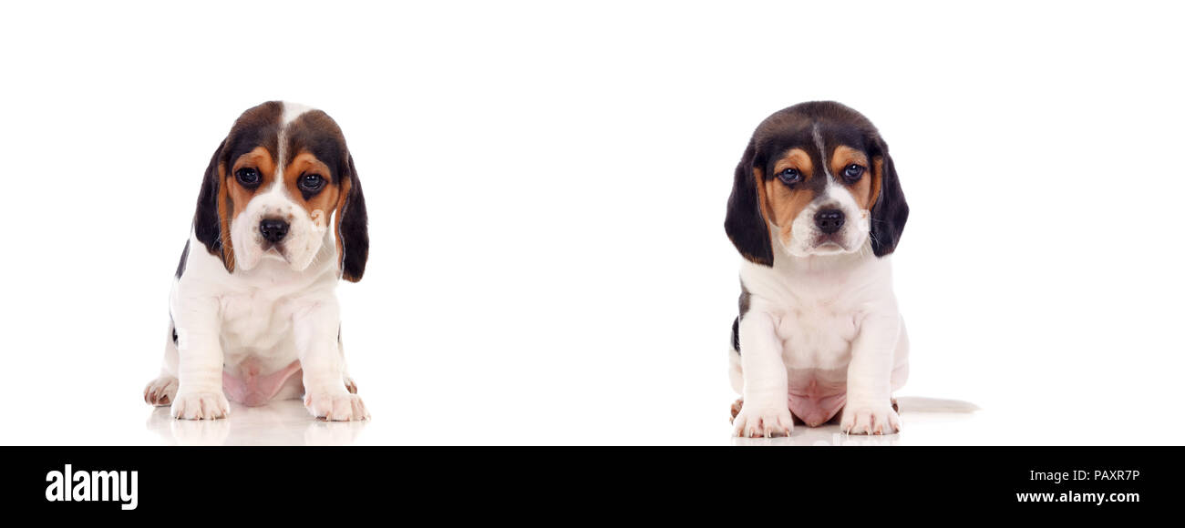 Two beautiful beagle puppies isolated on a white background Stock Photo ...