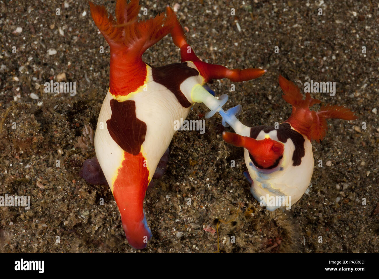 A pair of red-gilled nudibranches, Nembrotha purpureolineata, mating on a sandy bottom in Horseshoe Bay off Rinca Island, Komodo, Indonesia. Stock Photo
