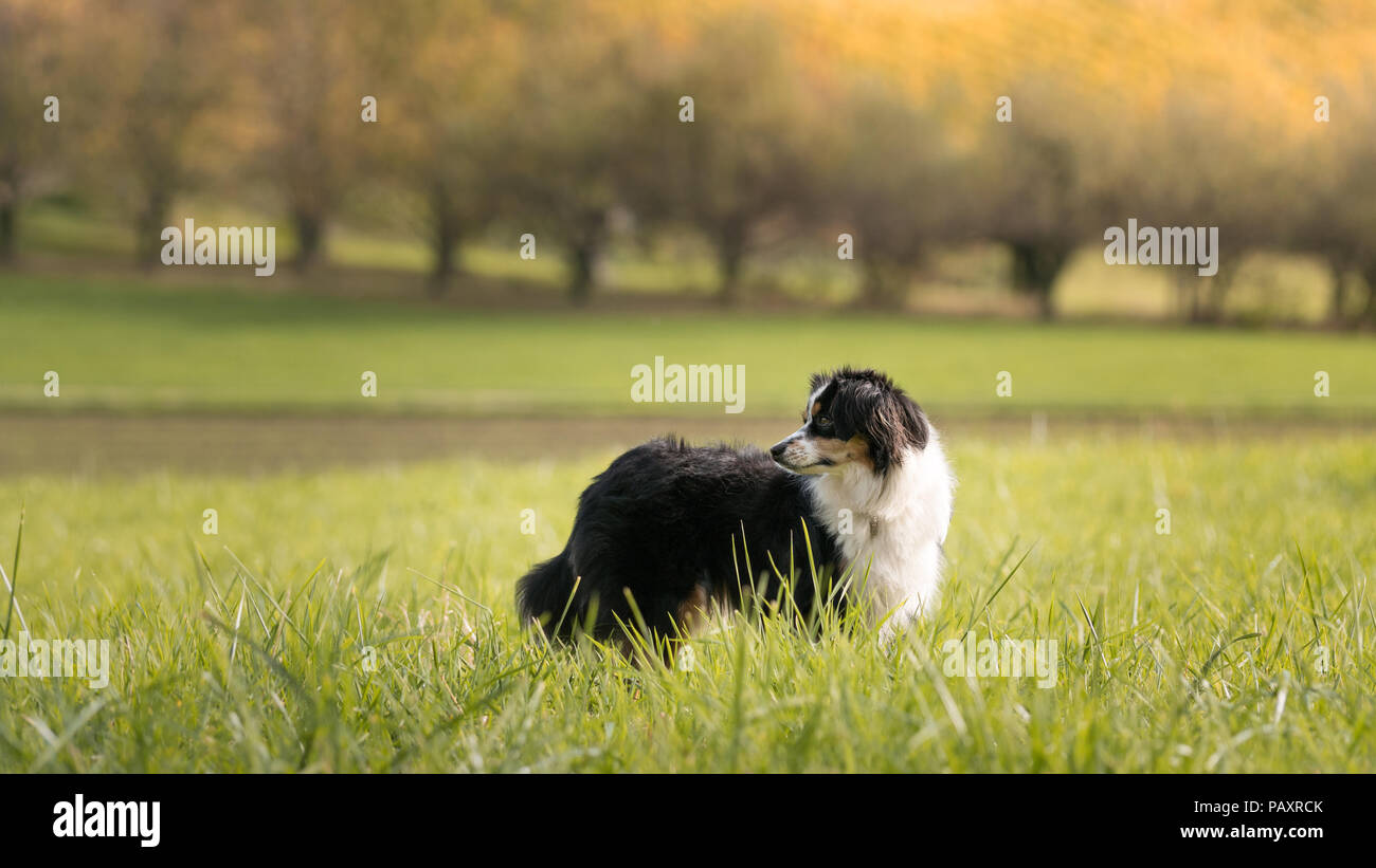 Nala the Miniature Australian Shepherd Stock Photo