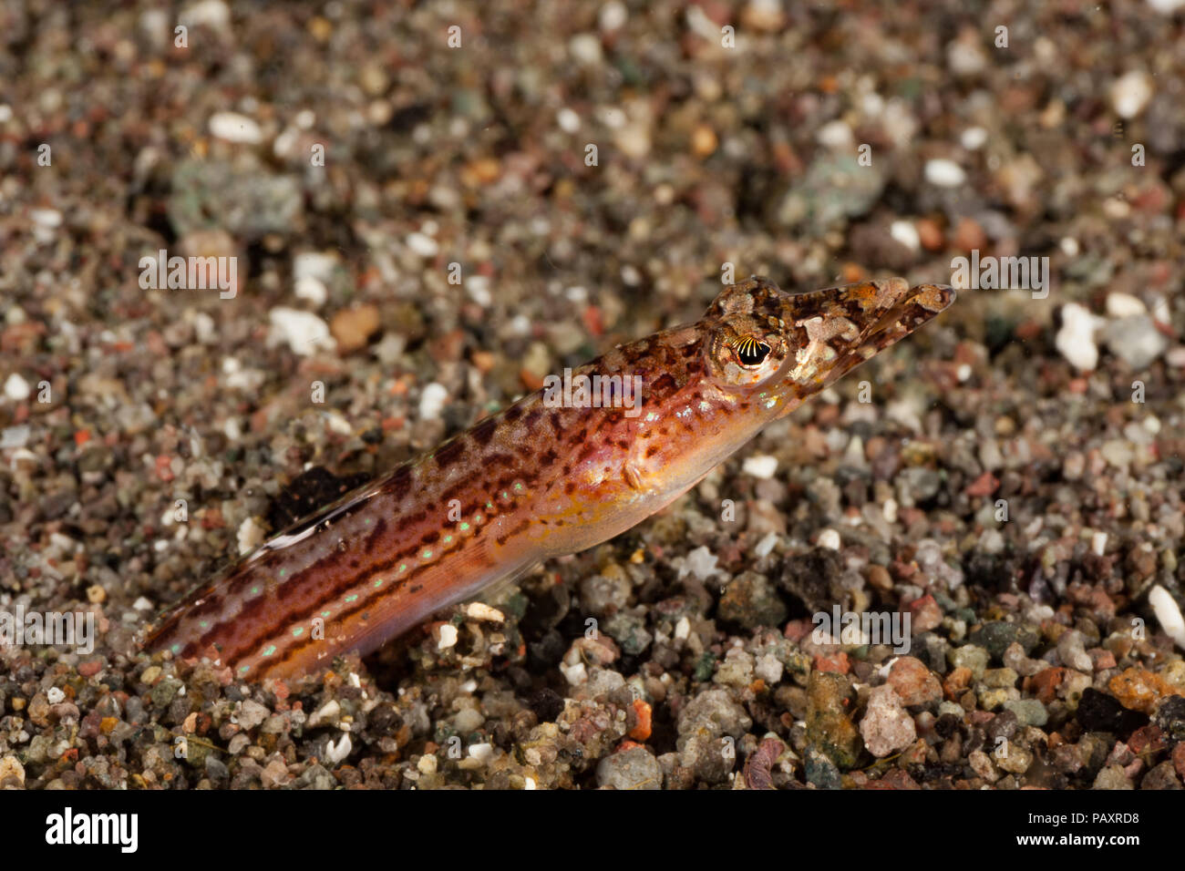 Found in the Indo-Pacific, the elegant sand diver, Trichonotus elegans, is usually found buried in a sandy bottom unless there is current present when Stock Photo