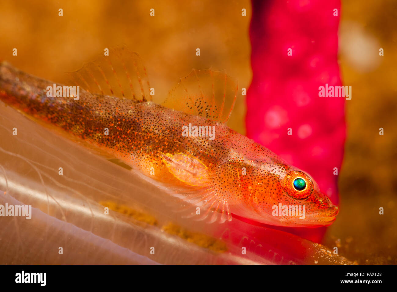 A parasitic copepod is attached just behind the pectoral fin of this coral goby, Bryaninops amplus, Bali, Indonesia. Stock Photo