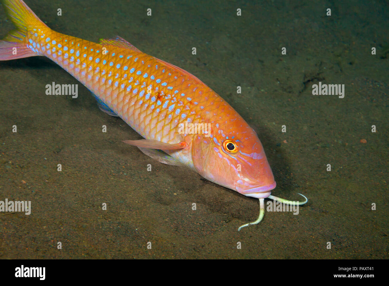 The small-spot goatfish, Sciaena heptacantha, can reach over a foot in length. The barbels on the goatfish’s chin act like appendages that it uses to  Stock Photo
