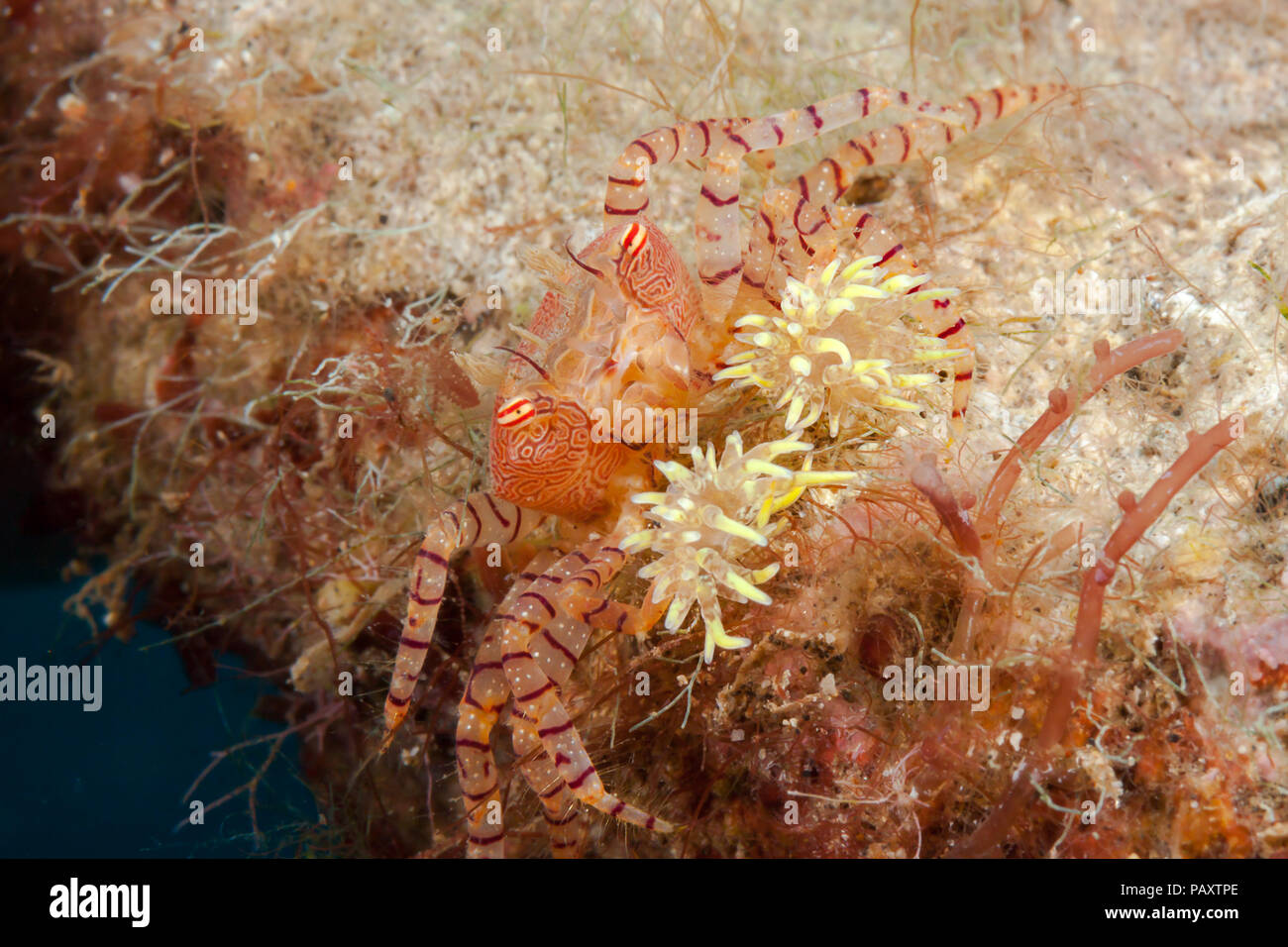 The endemic Hawaiian pom-pom crab or boxer crab, Lybia edmondsoni, is associated with anemones, Triactis sp, that it carries around holding with the c Stock Photo