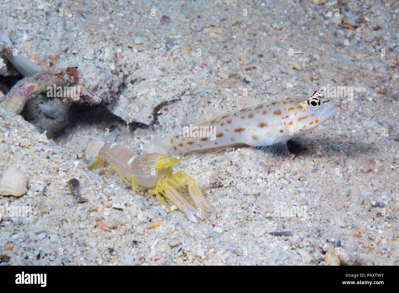 Saffron Shrimp-goby, Ctenogobiops crocineus, living in a symbiotic relationship with a blind snapping shrimp, Alpheus ochrostriatus. As pictured here, Stock Photo