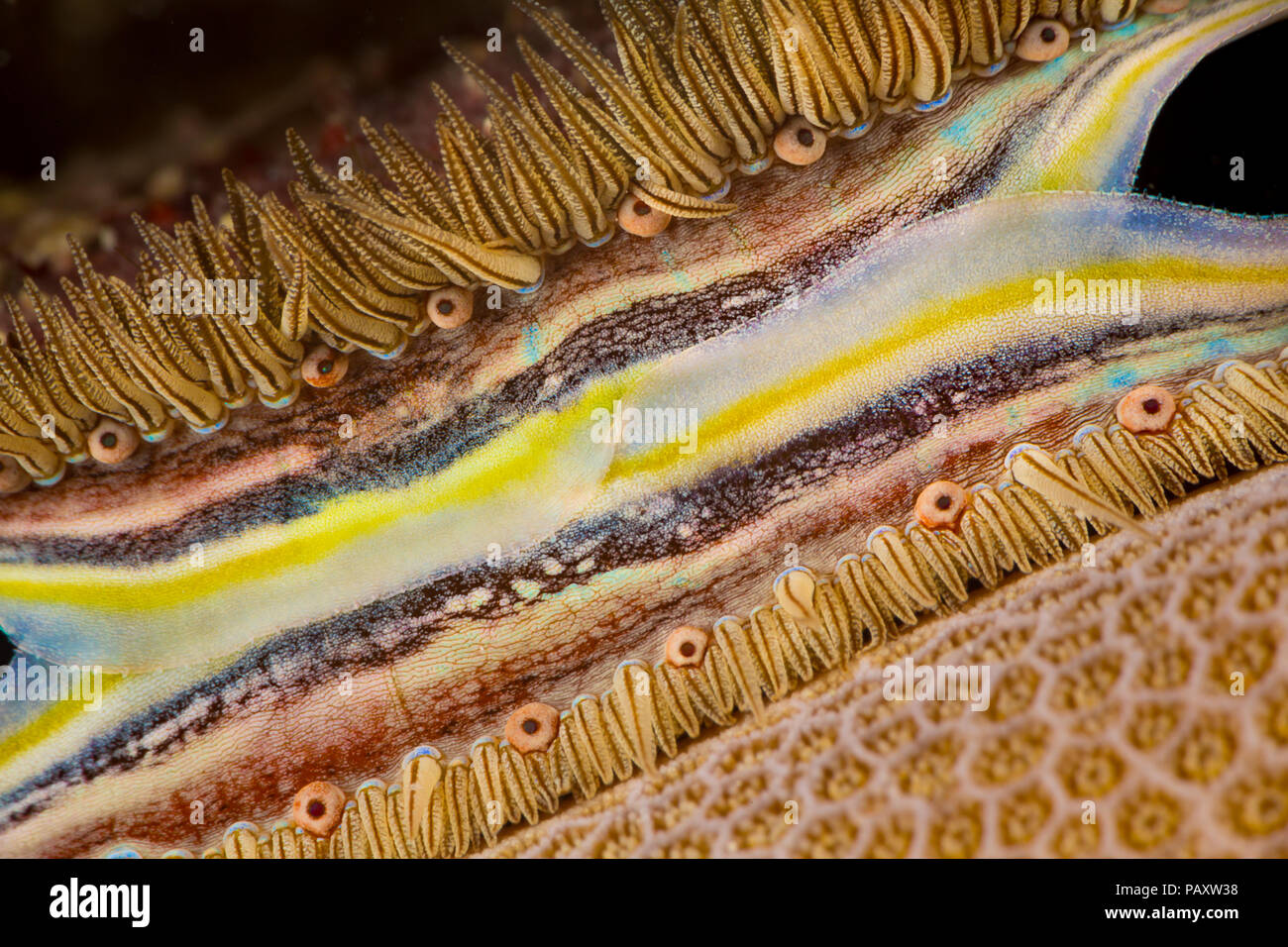 The brightly colored mantle and rows of tiny eyes make the coral-boring scallop, Pedum spondyloideum, easily recognized on the reef, Yap, Micronesia. Stock Photo
