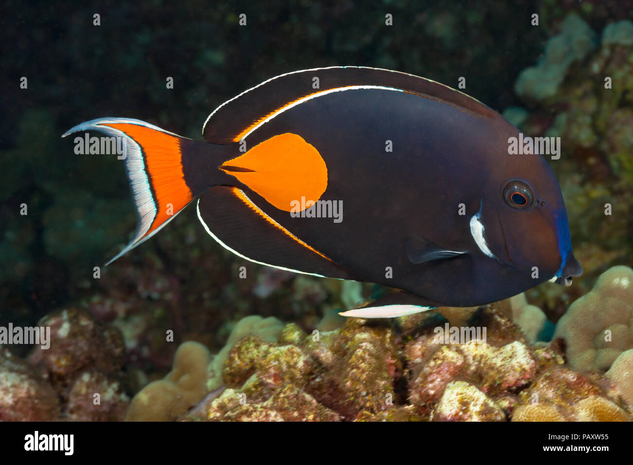 The achilles tang, Acanthurus achilles, reaches 10 inches in length, Hawaii. Stock Photo