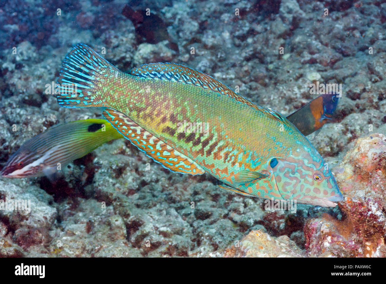 Endemic to the Hawaiian Islands, the yellowstripe coris or wrasse, Coris flavovittata, can reach 20 inches in length in it’s terminal phase, as it is  Stock Photo