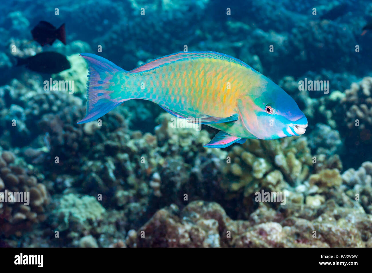 The terminal or final phase of a palenose parrotfish, Scarus psittacus, Hawaii. Stock Photo