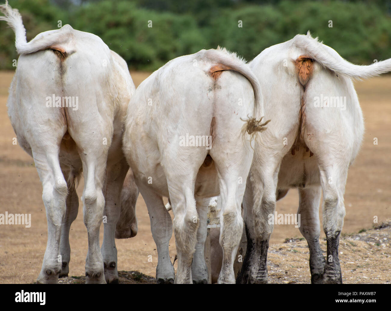 Cow rear end hi-res stock photography and images - Alamy