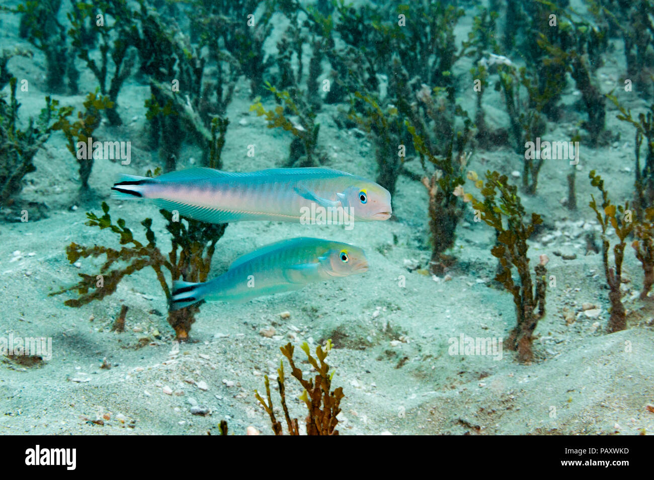 The flagtail tilefish, Malacanthus brevirostris, or quakerfish, inhabits barren areas of outer reef slopes. They occur in pairs over rocks or sandy ar Stock Photo