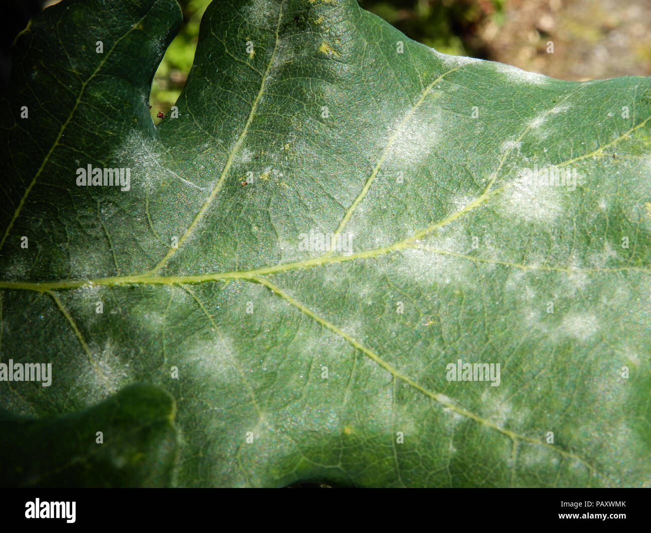 A close up of an Oak Leaf infected with Powdery Mildew, a common plant