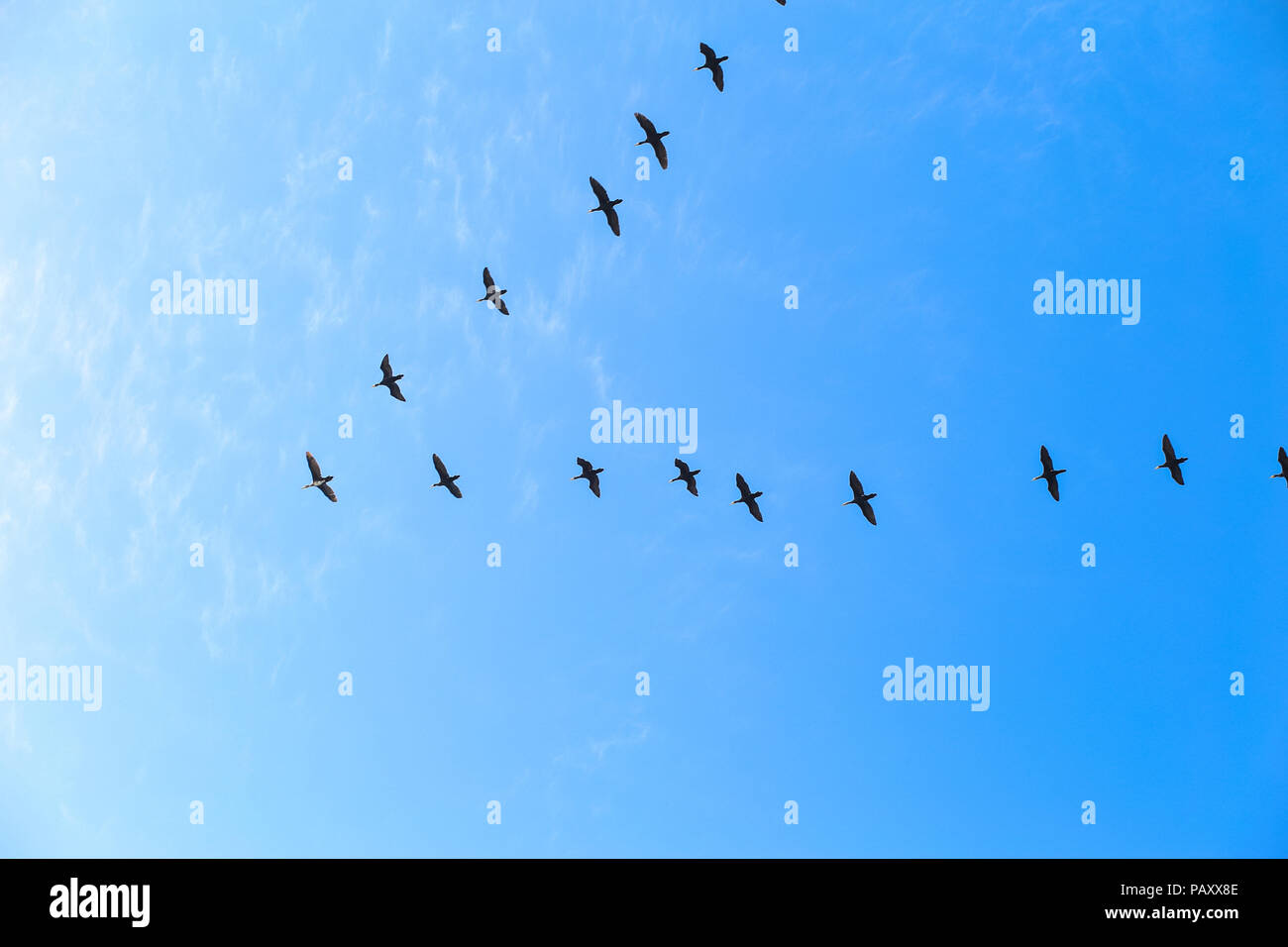 Flying Birds In The Shape Of An Arrow In The Sky Bird Migration Stock Photo Alamy