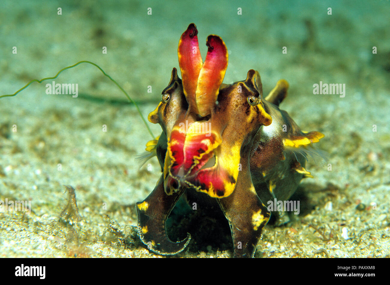 Flamboyant cuttlefish or Pfeffer's flamboyant cuttlefish (Metasepia pfefferi), Sabang Beach, Mindoro, Philippines Stock Photo