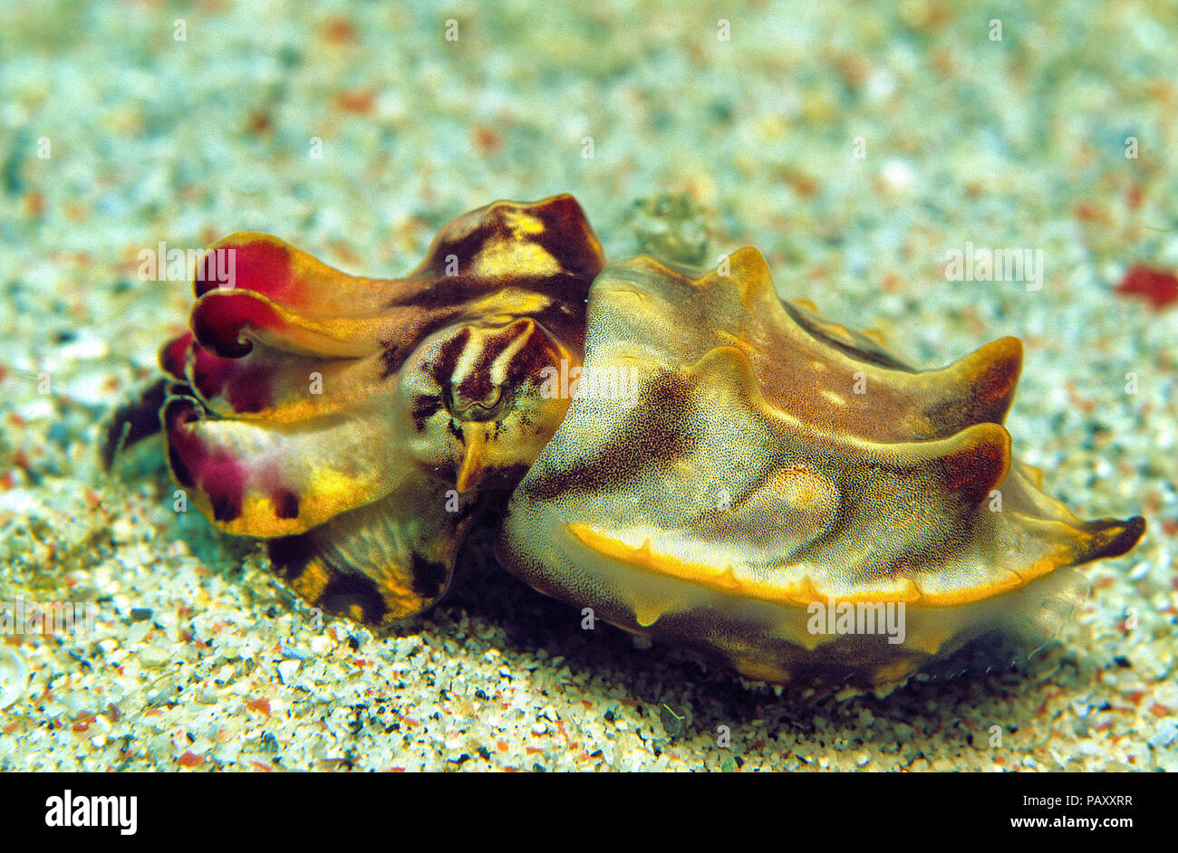 Flamboyant cuttlefish or Pfeffer's flamboyant cuttlefish (Metasepia pfefferi), Sabang Beach, Mindoro, Philippines Stock Photo