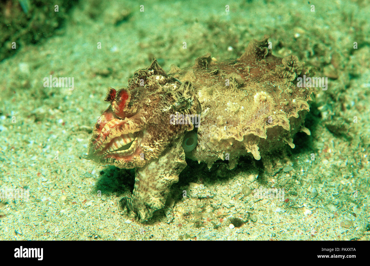 Flamboyant cuttlefish or Pfeffer's flamboyant cuttlefish (Metasepia pfefferi), Sabang Beach, Mindoro, Philippines Stock Photo