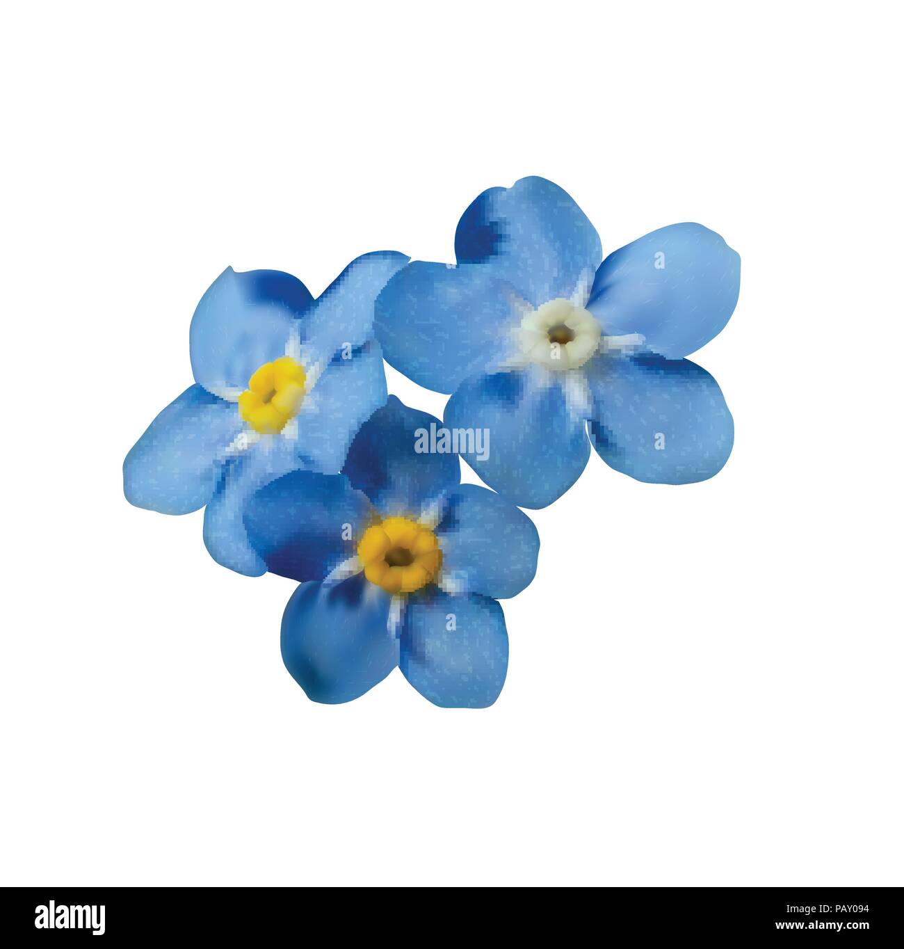 Blue forget me not spring flowers. Decorative element vector Stock ...